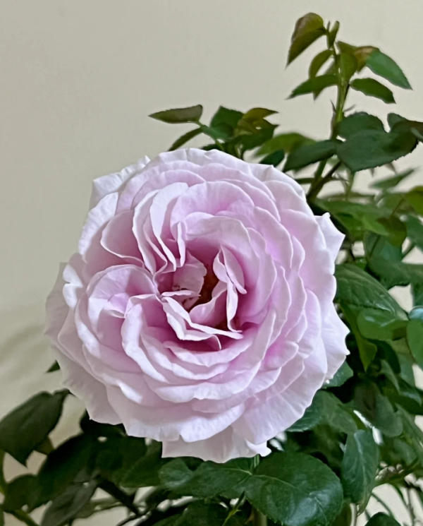 Pacific Blue Rose丨Your roses