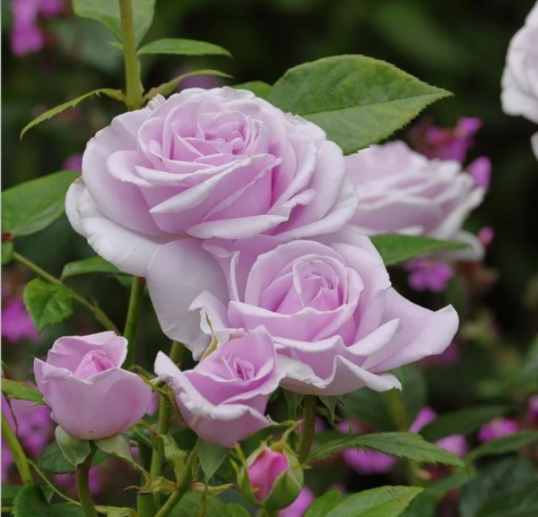 rose pacific blue丨Your roses