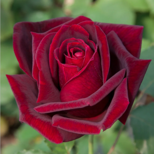 Papa Meilland Rose丨Your roses