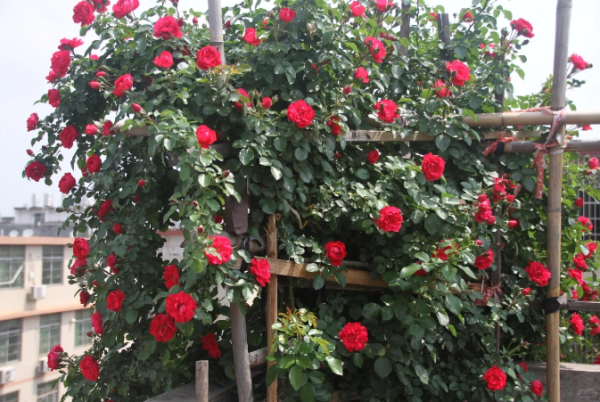 rose parkdirektor riggers丨Your roses