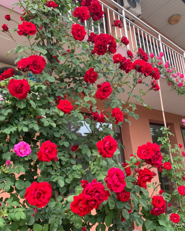rosa parkdirektor riggers丨Your roses