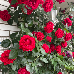 parkdirektor riggers rose for sale丨Your roses