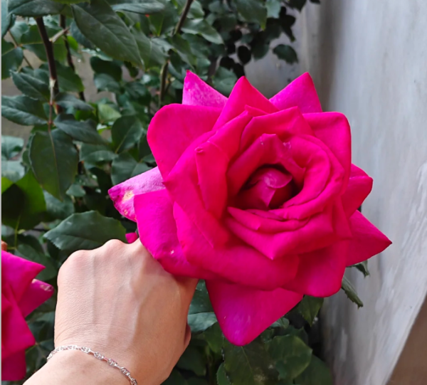 Parole Rose for sale丨Your roses