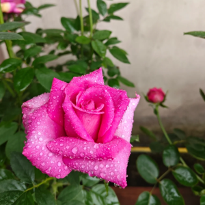Parole Rose丨Your roses