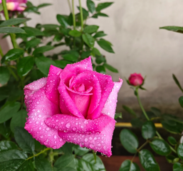 Parole Rose丨Your roses