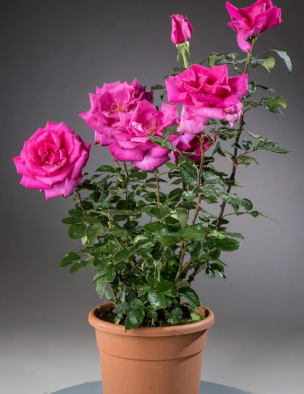 Buxom Beauty Rose丨Your roses