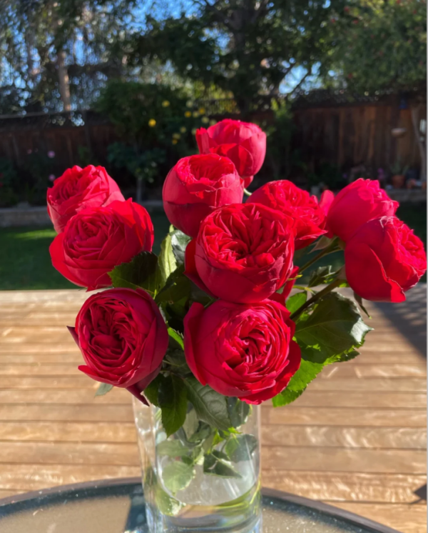 Piano Roses for sale丨Your roses