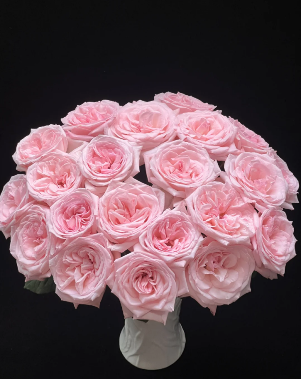 Pink O'Hara Rose丨Your roses