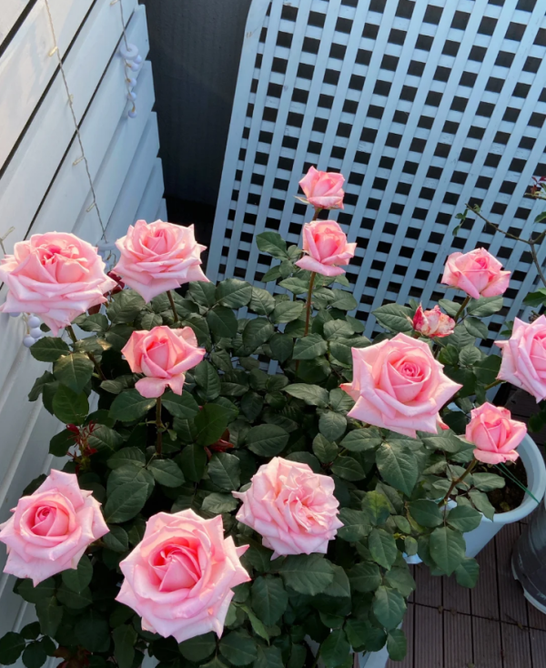 o'hara rose pink for sale丨Your roses