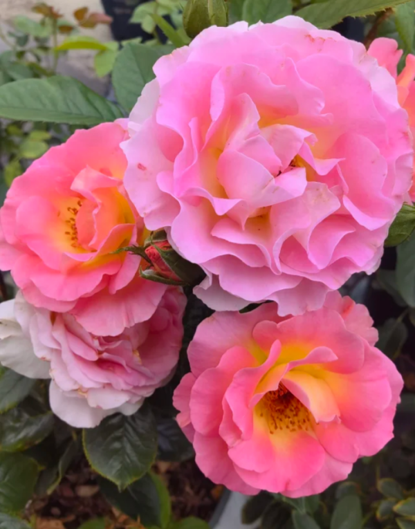 rose pink paradise丨Your roses