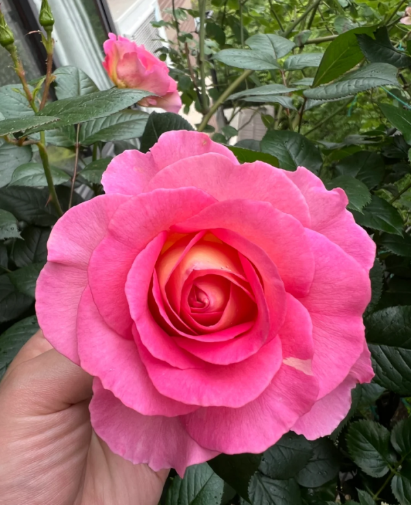 Pink Paradise Rose for sale丨Your roses
