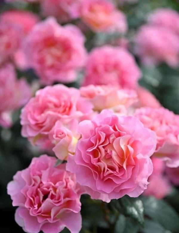 Pink Paradise Rose丨Your roses