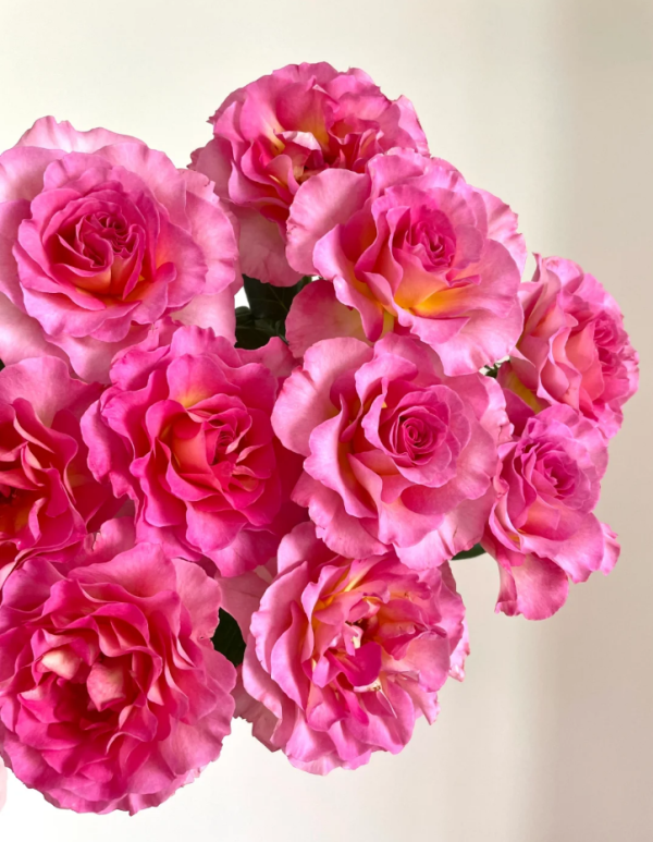 rose pink paradise for sale丨Your roses