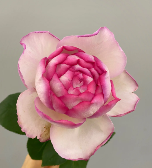 Pink Yves Piaget Rose丨Your roses