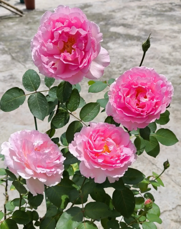 Pink Yves Piaget Rose Plant丨Your roses