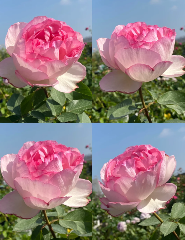 Pink Yves Piaget Roses丨Your roses