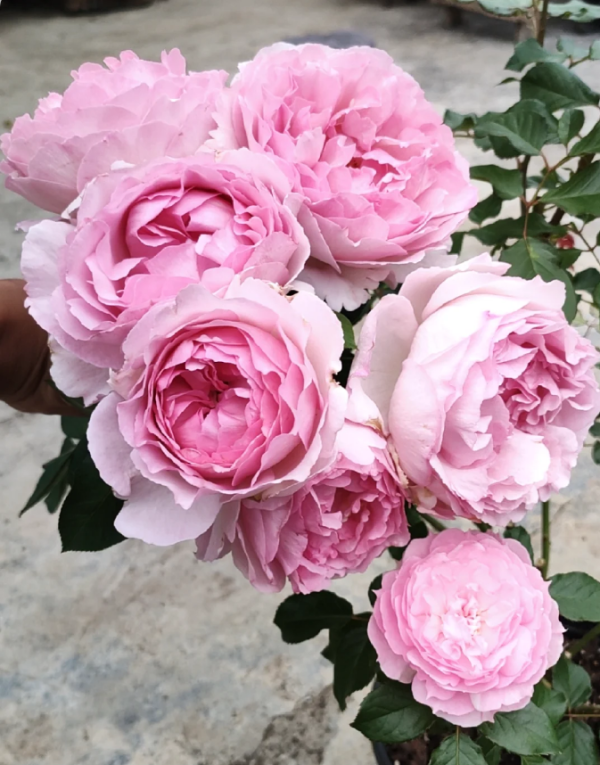 Pink Yves Piaget Rose for sale丨Your roses