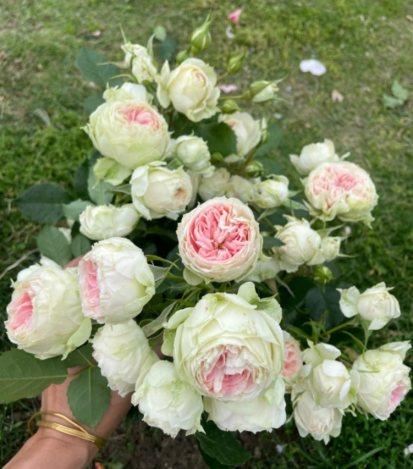 Pompon Veranda Rose丨Your roses