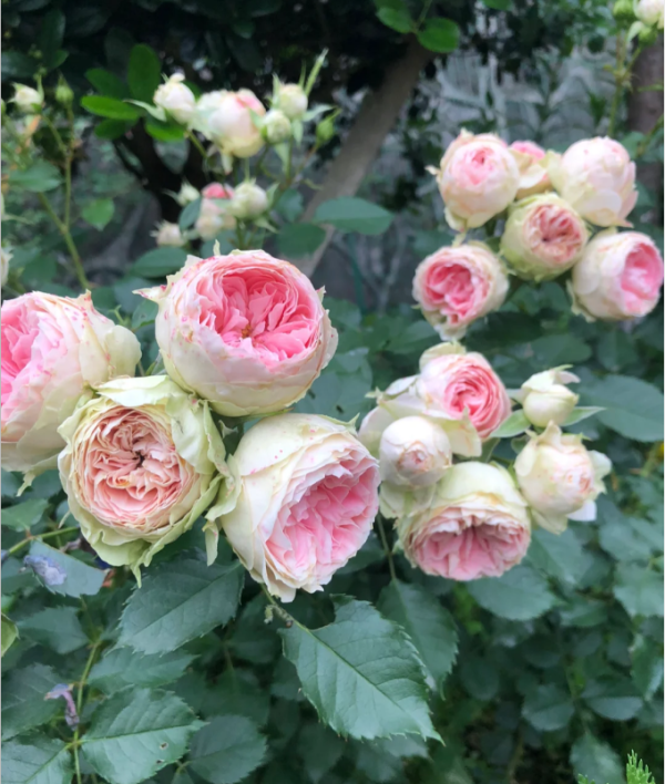 Pompon Flower Circus丨Your roses