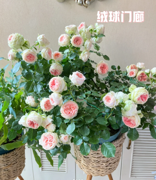 pompon veranda rose for sale丨Your roses