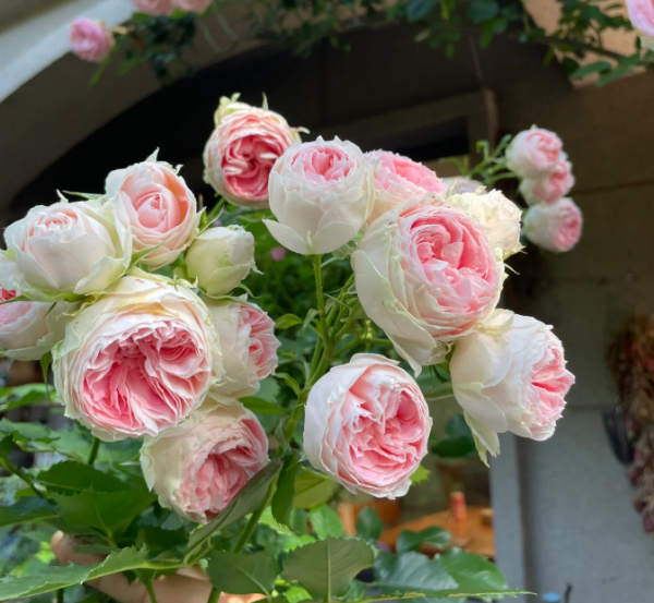 rose pompon veranda丨Your roses
