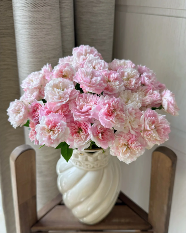 Porte Bonheur Rose for sale丨Your roses