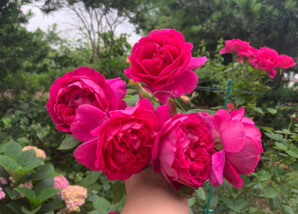 Praline Rouge Roses丨Your roses