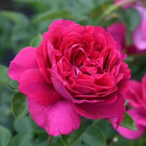 Rallye des Gazelles Rose丨Your roses