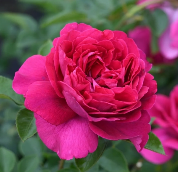 Rallye des Gazelles Rose丨Your roses