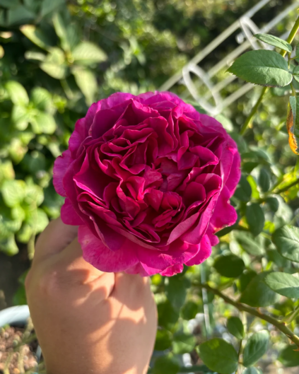 Praline Rouge Rose for sale丨Your roses