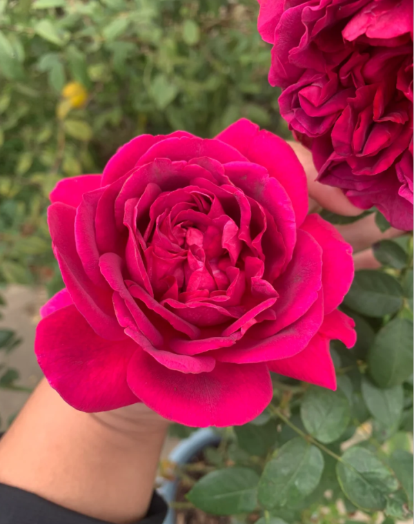 Praline Rouge Rose Plant丨Your roses