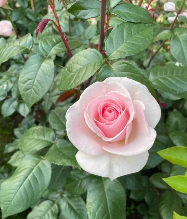Prince Jardinier Rose丨Your roses