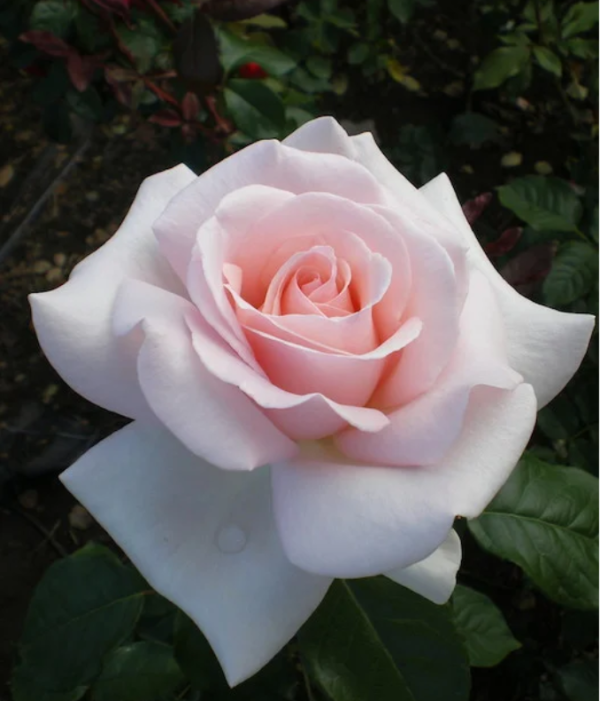 Schloss Ippenburg Rose丨Your roses