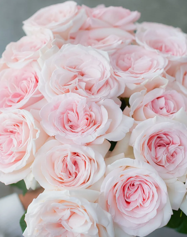 PrettyWoman Rose丨Your roses