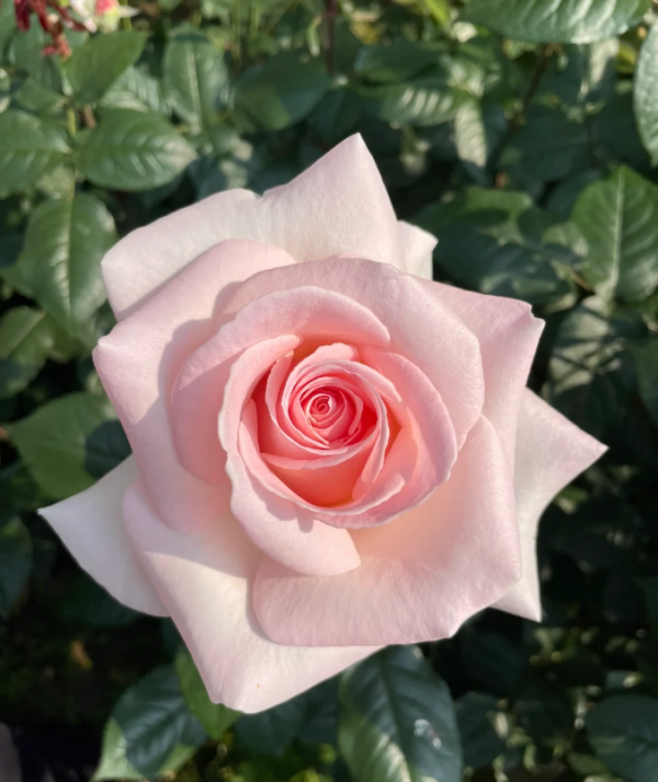 Prince Jardinier Rose丨Your roses