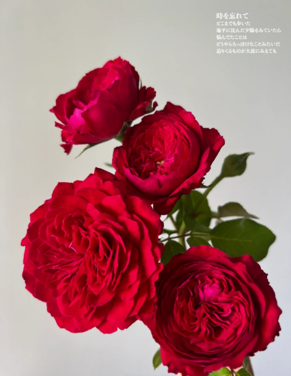 Red Leonardo da Vinci Rose for sale丨Your roses