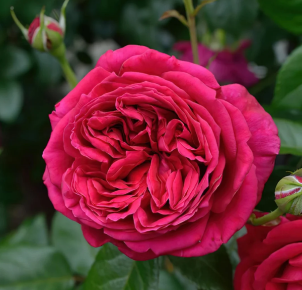 Republique de Montmartre Rose丨Your roses