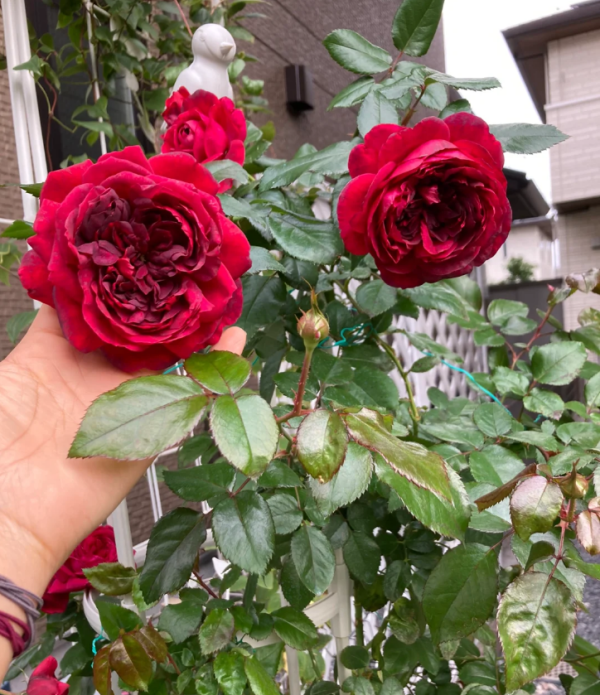 rose republique de montmartre丨Your roses