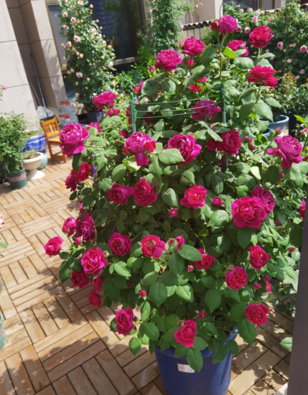 Rose Roger Lambelin for sale丨Your roses