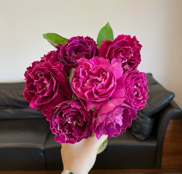 Roger Lambelin Rose丨Your roses