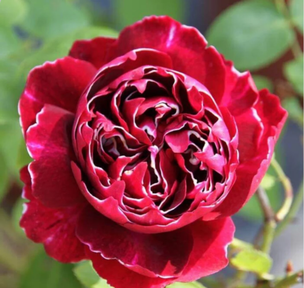 Roger Lambelin Rose for sale丨Your roses