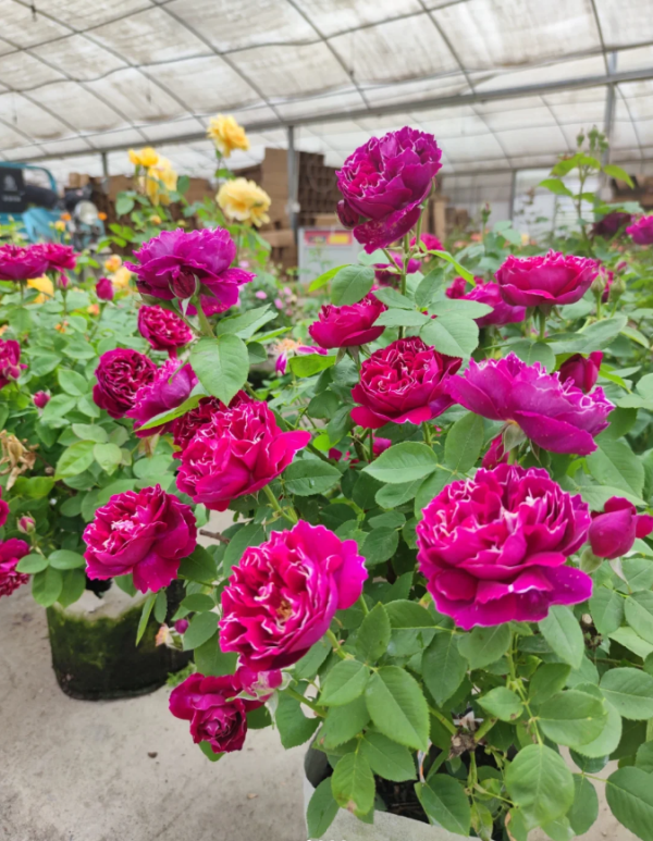 Rose Roger Lambelin丨Your roses