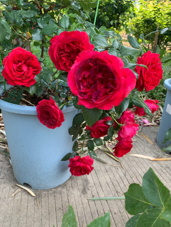 Rose Clos Vougeot for sale丨Your roses