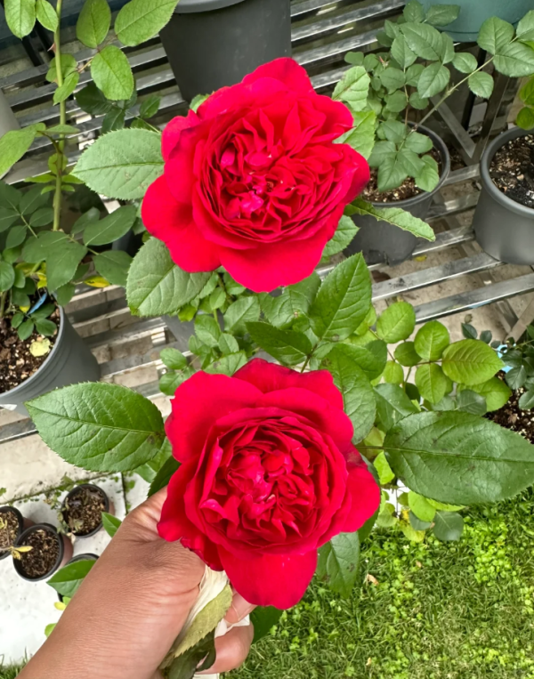 Rose Clos Vougeot丨Your roses