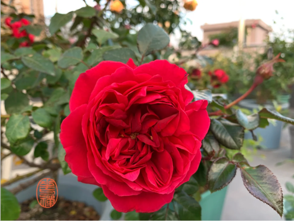 Clos Vougeot Rose for sale丨Your roses