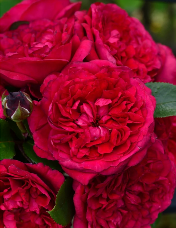 Clos Vougeot Rose丨Your roses