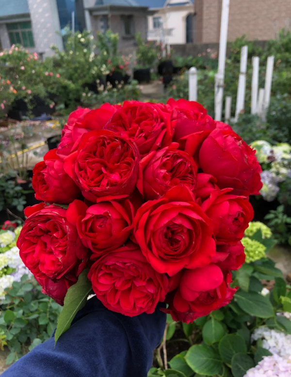 Rose Clos Vougeot plant丨Your roses