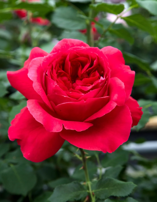 Ruban Rouge Roses丨Your roses