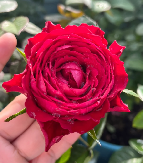 Ruby Kiss Rose for sale丨Your roses