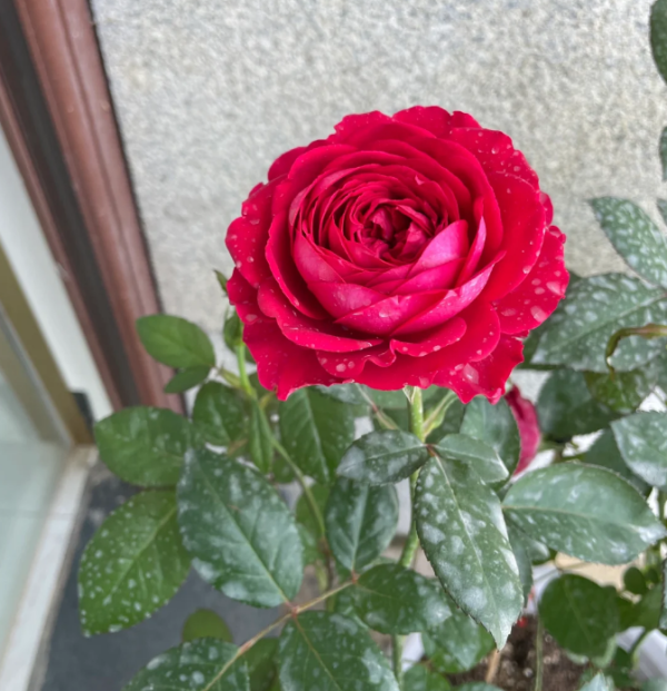 Ruby Kiss Rose丨Your roses